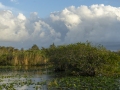 Big Cypress Skies